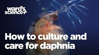 Caring and Culturing for Daphnia [upl. by Heer83]