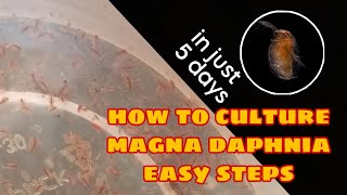 How to Culture Magna Daphnia Easily [upl. by Parcel522]