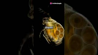 How to culture Daphnia for your Aquarium [upl. by Suter]