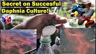 How to Culture Daphnia Successfully [upl. by Irved928]