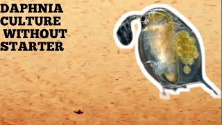 HOW TO CULTURE DAPHNIA NATURALLY WITHOUT A STARTER [upl. by Yartnod990]