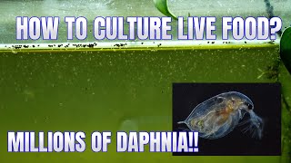 How to Culture Daphnia Secret Method to Breed MILLIONS  Simply Aquatic [upl. by Aonehc]