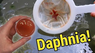 How I Culture Daphnia In Outdoor Tubs [upl. by Etnoj]