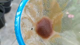 How to culture daphnia moina in a small container Part 1 English Subtitle [upl. by Finnie565]