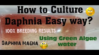 Daphnia MagnaHow to Culture Daphnia Easy wayCulturing Daphnia using Green water Daphnia [upl. by Gurango879]