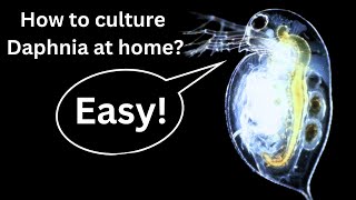 BEST Live Fish Food Beginner guide How to Culture Daphnia at home [upl. by Heall]