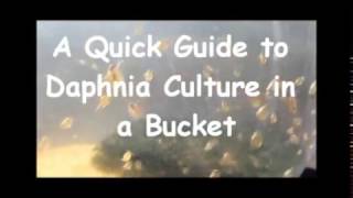 How to culture daphnia outside [upl. by Tezile]