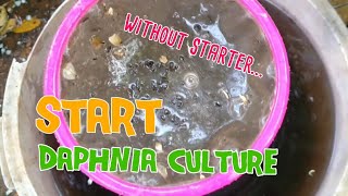 How to culture daphnia moina the easy way 1  Starting the Daphnia culture [upl. by Yebloc]