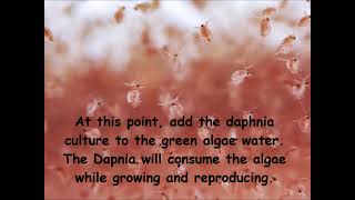 Daphnia  How to grow daphnia in your home [upl. by Nagaer]