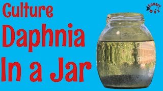 How to Culture Daphnia in a Jar [upl. by Osgood]