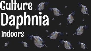 How to Culture Daphnia [upl. by Ahsein591]