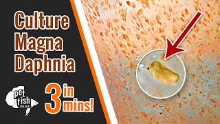 How to culture DAPHNIA MAGNA  The easy way [upl. by Annaed104]