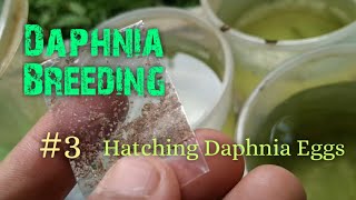 Daphnia Culture made simple and easy 3  Hatching Daphnia eggs [upl. by Avram]