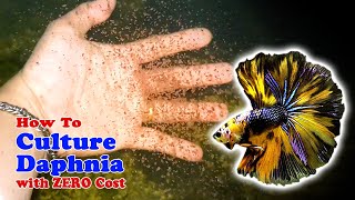 How to Culture Daphnia with ZERO Cost  Unlimited Live Food For Our Fish [upl. by Anehc]