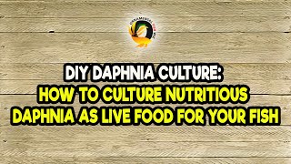 DIY Daphnia Culture How to Culture Nutritious Daphnia as Live Food for Your Fish [upl. by Mellen]