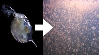 How I Culture Daphnia [upl. by Akered]