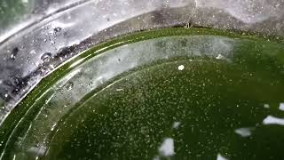 DAPHNIA MOINA CULTURE IN A SMALL BUCKET [upl. by Farlee]