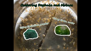 How To Culture Daphnia and Moinas using Green Water Spirulina powder [upl. by Allare79]