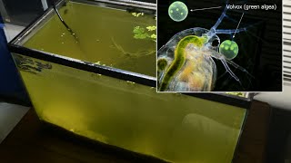 Raising Daphnia for the Freshwater Aquarium [upl. by Goines938]