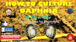 HOW TO CULTURE DAPHNIA In Easy Way [upl. by Fotina160]